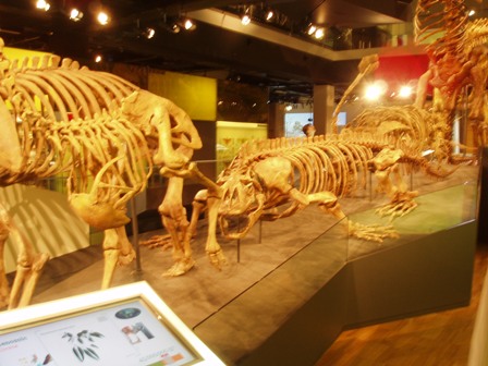 メルボルンミュージアム　恐竜の化石